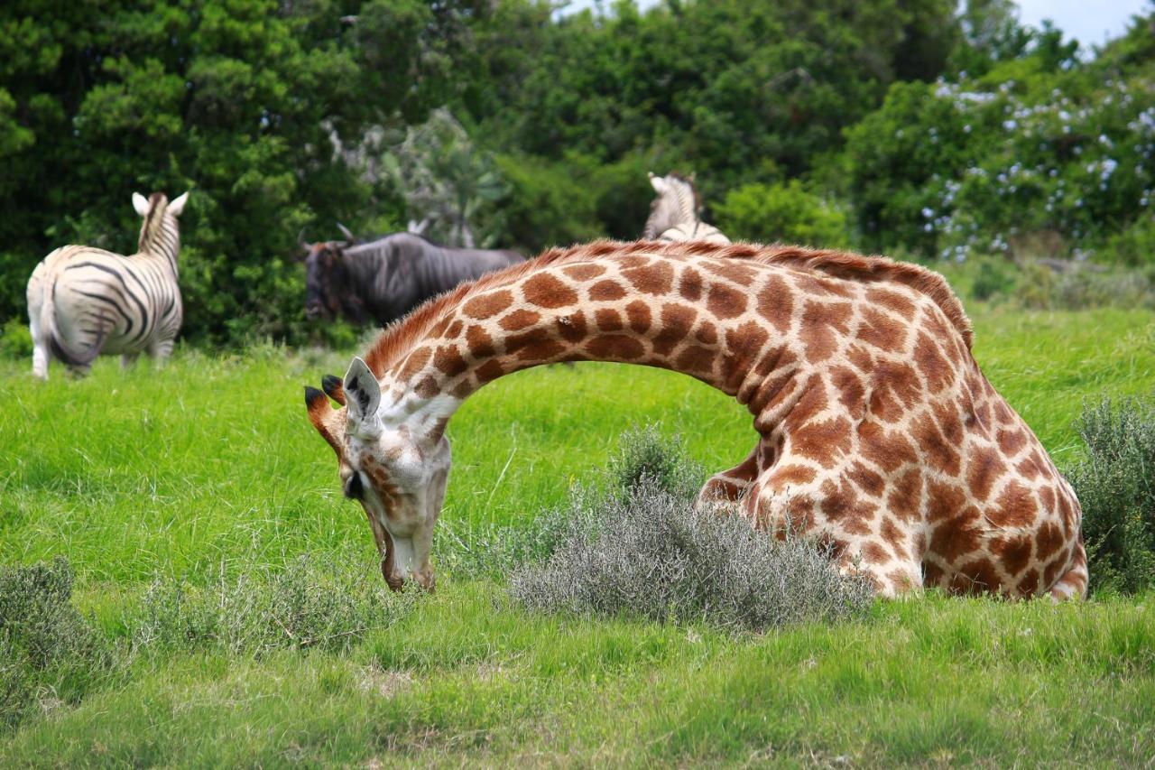 Pumba Private Game Reserve Grahamstown Buitenkant foto
