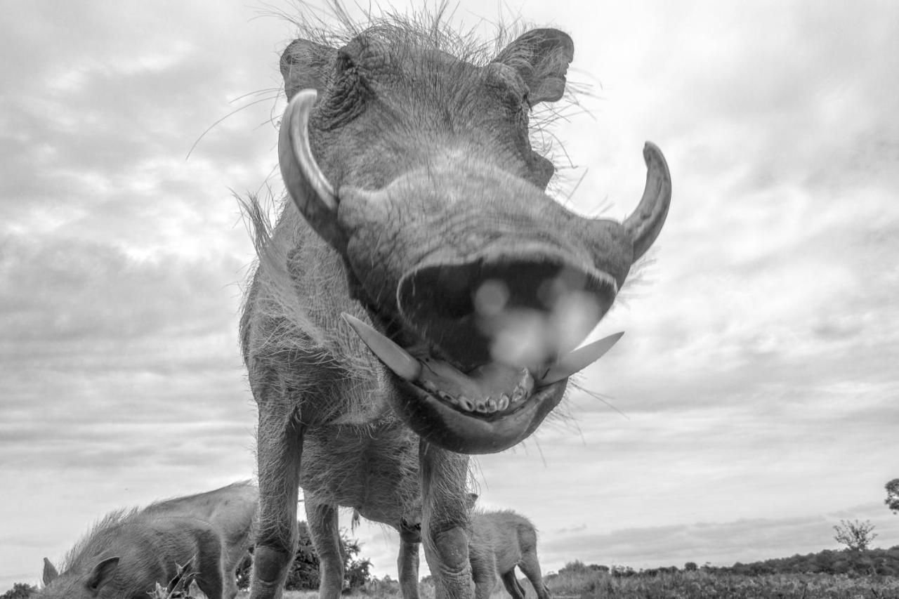 Pumba Private Game Reserve Grahamstown Buitenkant foto