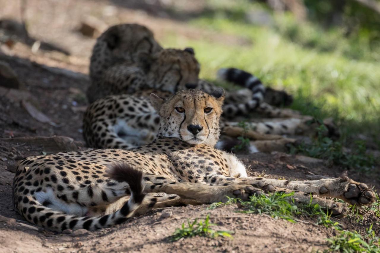 Pumba Private Game Reserve Grahamstown Buitenkant foto