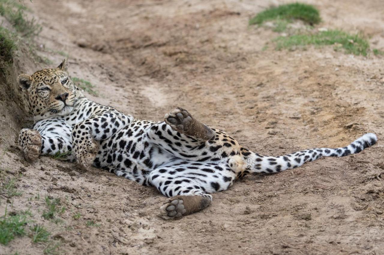 Pumba Private Game Reserve Grahamstown Buitenkant foto