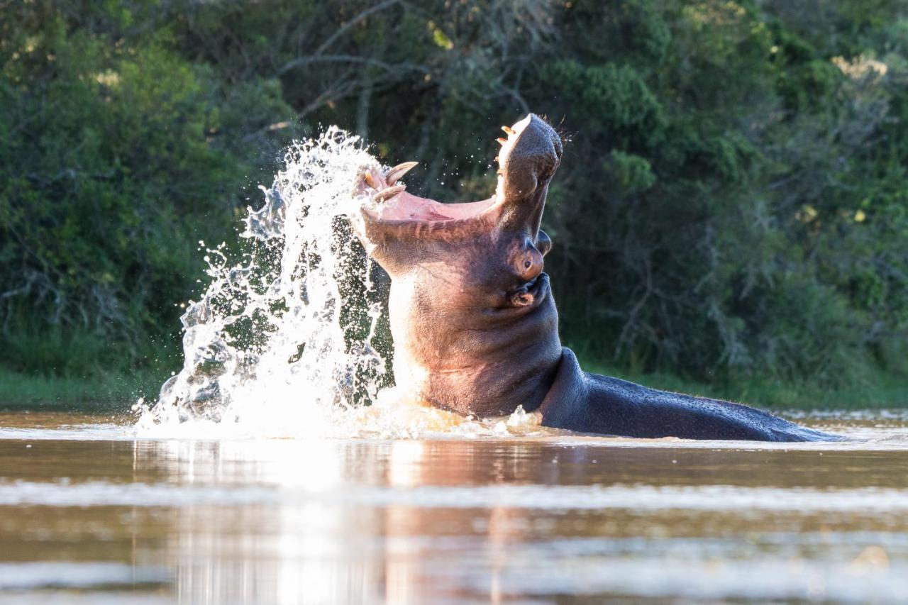 Pumba Private Game Reserve Grahamstown Buitenkant foto