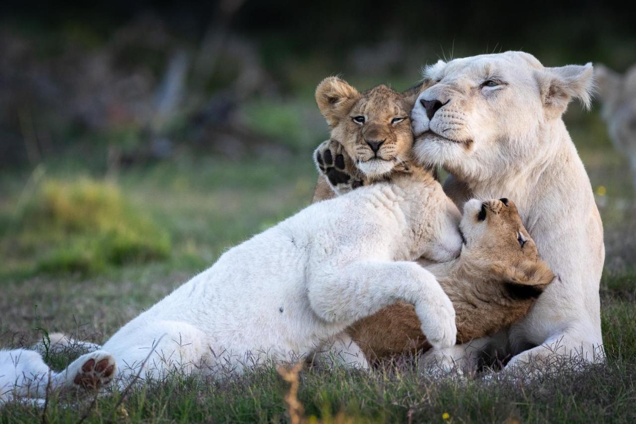 Pumba Private Game Reserve Grahamstown Buitenkant foto