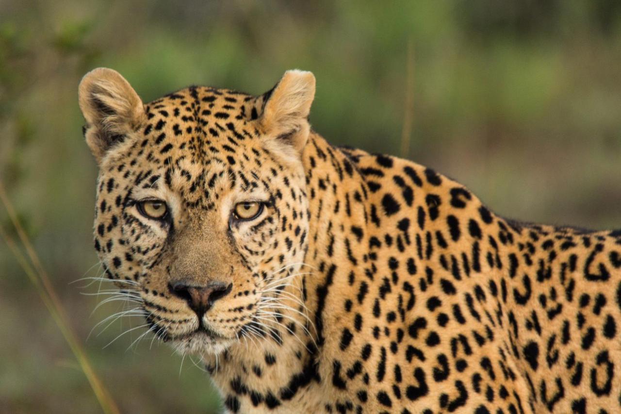 Pumba Private Game Reserve Grahamstown Buitenkant foto