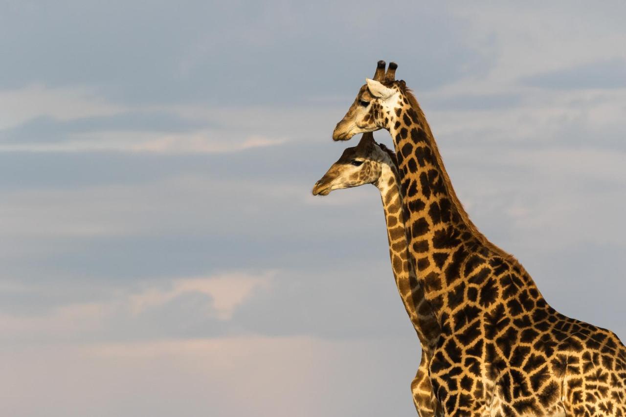 Pumba Private Game Reserve Grahamstown Buitenkant foto