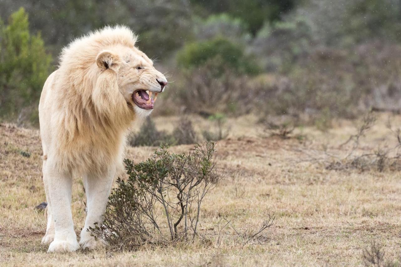 Pumba Private Game Reserve Grahamstown Buitenkant foto