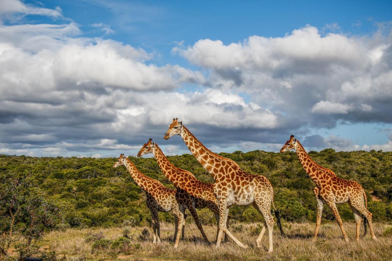 Pumba Private Game Reserve Grahamstown Buitenkant foto