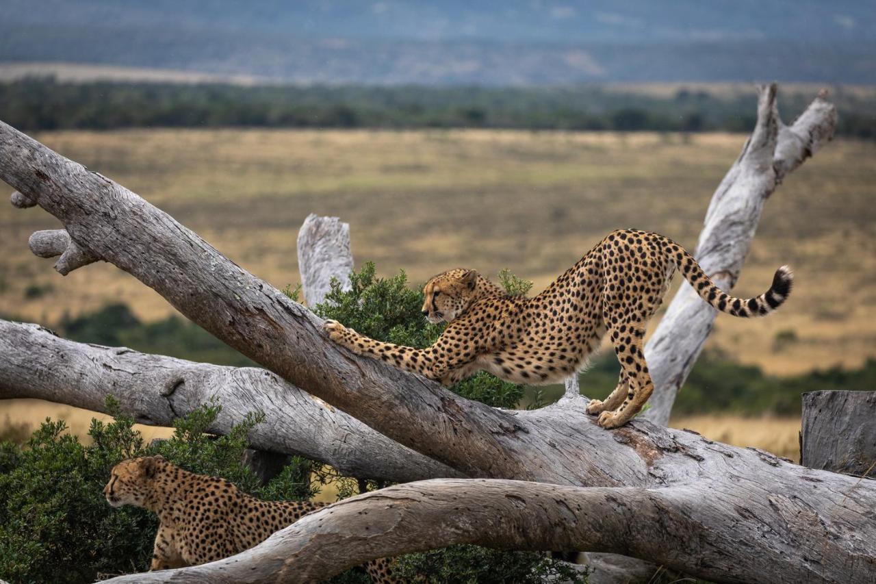 Pumba Private Game Reserve Grahamstown Buitenkant foto