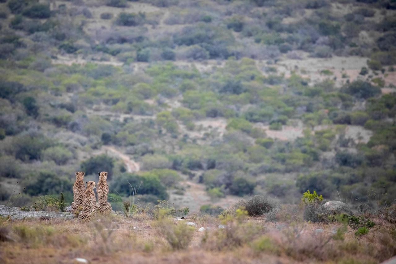 Pumba Private Game Reserve Grahamstown Buitenkant foto