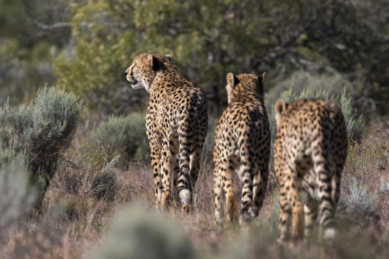 Pumba Private Game Reserve Grahamstown Buitenkant foto