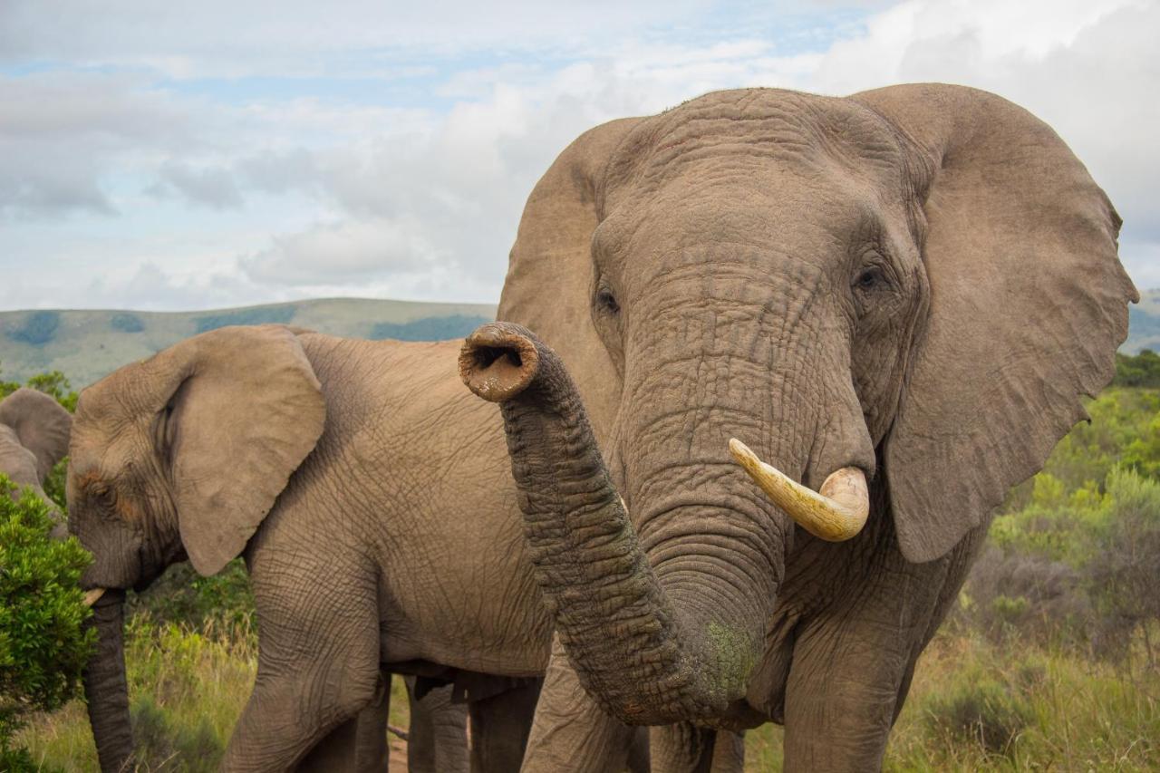 Pumba Private Game Reserve Grahamstown Buitenkant foto